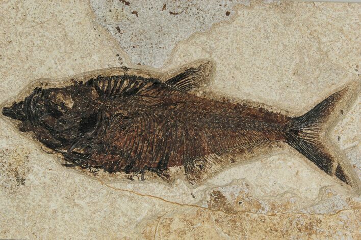 Fossil Fish (Diplomystus) - Wyoming #189270